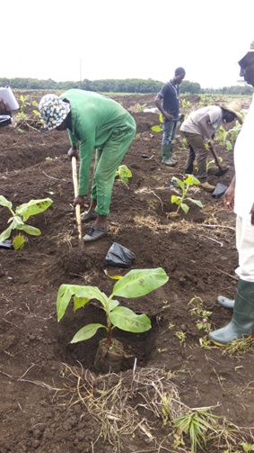 Placing the banana sapling into the hole.