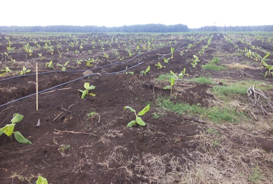 50-50 QwikGro and artificial fertilizer treatment plot.