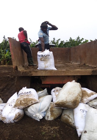 Personnel at the banana plantation.