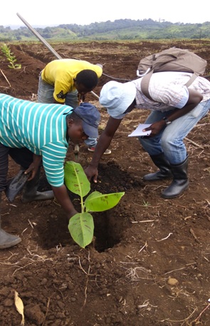 Personnel at the banana plantation.
