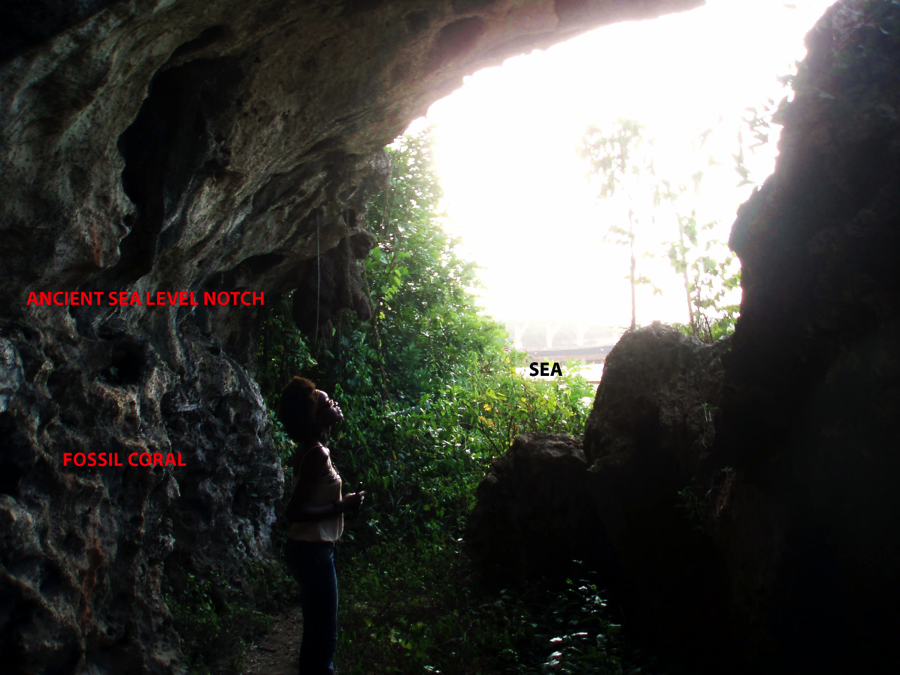 Fossil sea level notch at Discovery Bay, Jamaica, photographed by T. J. Goreau.