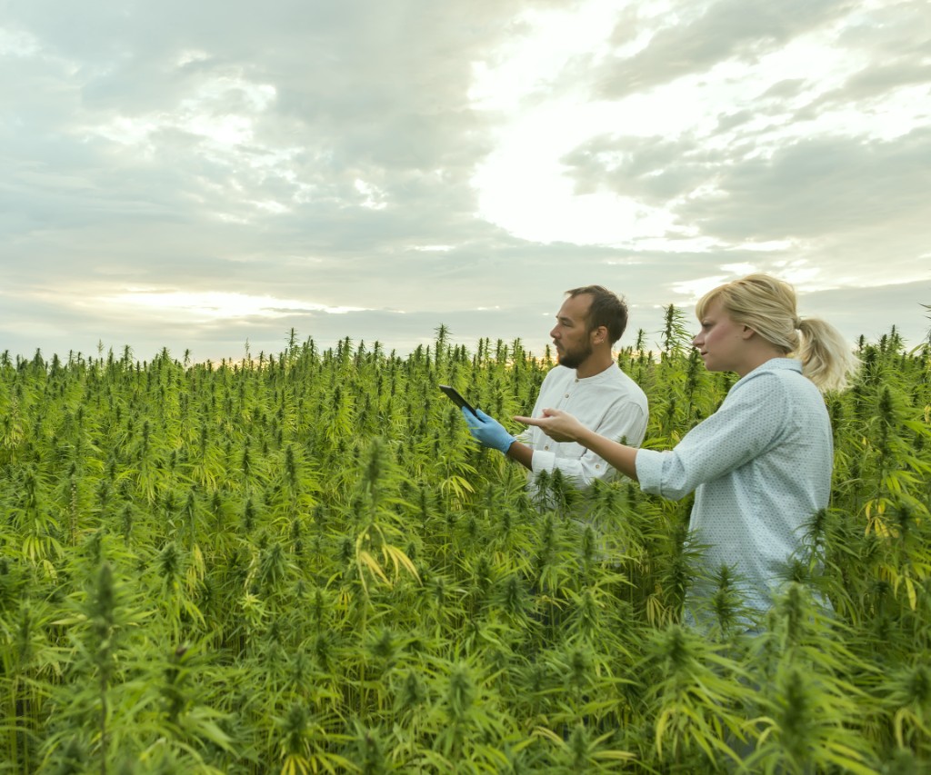 Two people standing in a field of tall plants.