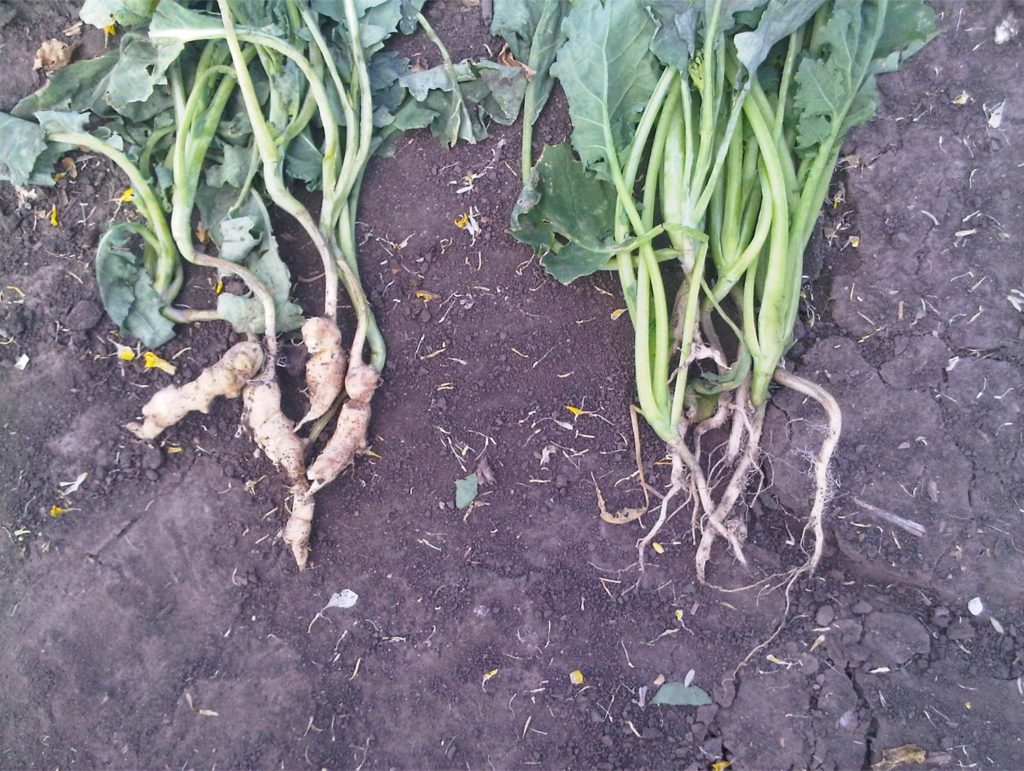 Comparison of roots with club root versus healthy roots, showing the bulging roots