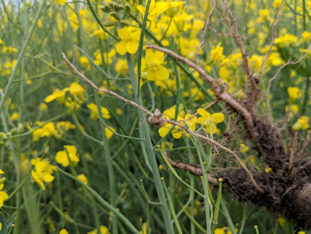 Photo of crop roots affected by club root, with the club formation clearly visible.