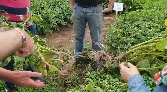 Potato plants pulled up by the roots, with more extensive roots on the right-hand plant.