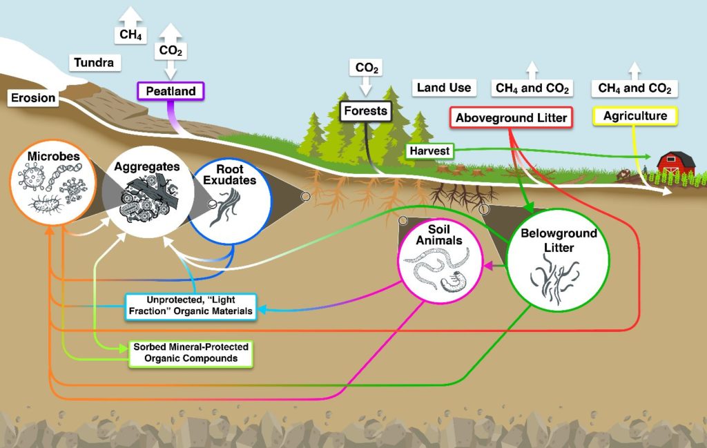Diagram of carbon processes, showing carbon from the air entering forests and plants, then into organisms in the soild