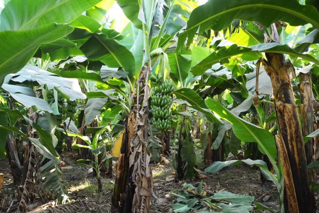 Banana trees