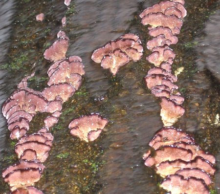 fungi.jpg