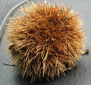 seedball.jpg
